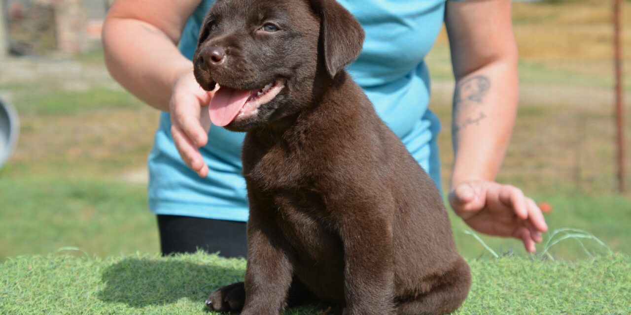 Cuccioli Labrador disponibili Agosto 2022